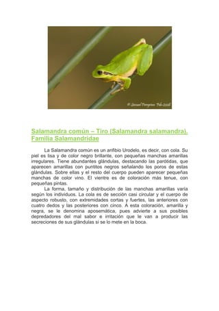 Salamandra común – Tiro (Salamandra salamandra).
Familia Salamandridae
       La Salamandra común es un anfibio Urodelo, es decir, con cola. Su
piel es lisa y de color negro brillante, con pequeñas manchas amarillas
irregulares. Tiene abundantes glándulas, destacando las parótidas, que
aparecen amarillas con puntitos negros señalando los poros de estas
glándulas. Sobre ellas y el resto del cuerpo pueden aparecer pequeñas
manchas de color vino. El vientre es de coloración más tenue, con
pequeñas pintas.
       La forma, tamaño y distribución de las manchas amarillas varía
según los individuos. La cola es de sección casi circular y el cuerpo de
aspecto robusto, con extremidades cortas y fuertes, las anteriores con
cuatro dedos y las posteriores con cinco. A esta coloración, amarilla y
negra, se le denomina aposemática, pues advierte a sus posibles
depredadores del mal sabor e irritación que le van a producir las
secreciones de sus glándulas si se lo mete en la boca.
 