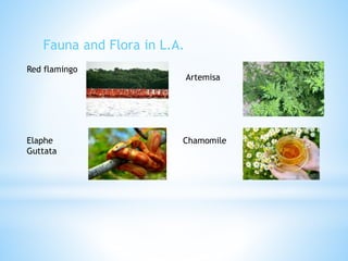 Fauna and Flora in L.A.
Red flamingo
Elaphe
Guttata
Artemisa
Chamomile
 