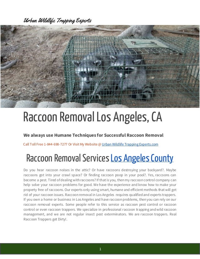 Los Angeles Raccoon Removal Services