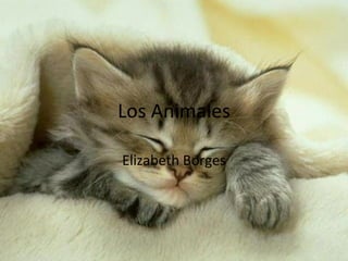 Los Animales Elizabeth Borges 