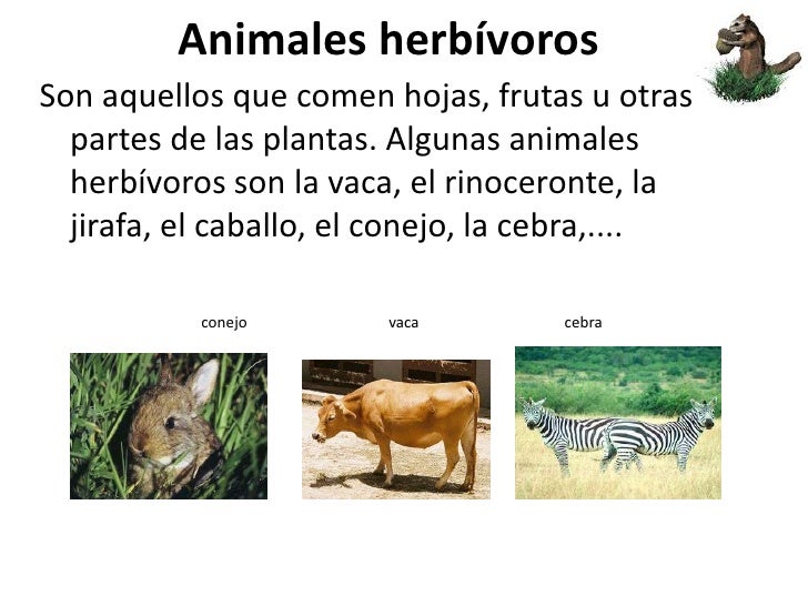 Tiburon Es Carnivoro Herbivoro O Omnivoro
