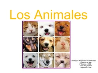 Los Animales Creado por: Angélica García Olivares. Profesora de NB1 2° Básico – 2009 Saint Mary School Coquimbo - Chile 