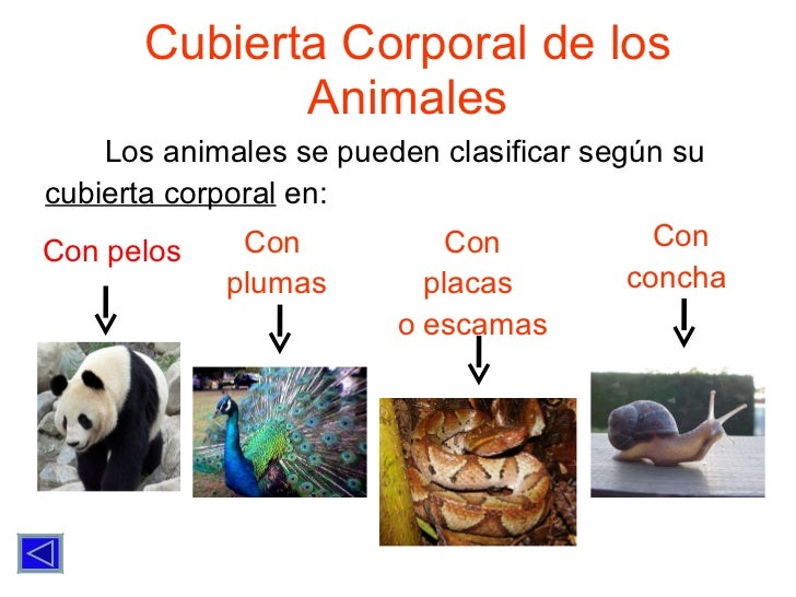 Clasificacion De Los Animales Segun Su Desplazamiento Para Niños