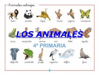 LOS ANIMALES 4º PRIMARIA 