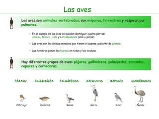 Las aves Los aves son  animales vertebrados , son  ovíparos ,  terrestres  y respiran por  pulmones . En el cuerpo de las aves se pueden distinguir cuatro partes: cabeza ,  tronco  ,  cola  y  extremidades  (alas y patas). Las aves son los únicos animales que tienen el cuerpo cubierto de  plumas . Hay diferentes grupos de aves:  pájaros ,  gallináceas ,  palmípedas ,  zancudas ,  rapaces  y  corredoras . Las hembras ponen los  huevos  en nidos y los incuban. PÁJARO Petirrojo GALLINÁCEA Codorniz PALMÍPEDAS Ganso ZANCUDAS Garza RAPACES Azor CORREDORAS Ñandú 