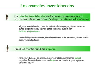 Los animales invertebrados Los  animales invertebrados  son los que no tienen un esqueleto interno con columna vertebral. Se desplazan utilizando los músculos.  Algunos invertebrados, como las ostras o los cangrejos, tienen cubiertas  duras que protegen su cuerpo. Estas cubiertas pueden ser  conchas  o  caparazones . Todos los invertebrados son  ovíparos. También hay invertebrados, como las medusas y las lombrices, que no tienen  cubiertas protectoras. Para reproducirse, los animales invertebrados ponen muchos  huevos   pequeños. De cada huevo nace una  larva  que se convierte poco a poco en  un animal adulto. 