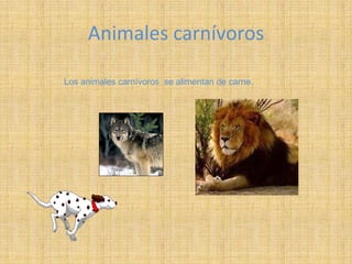Animales carnívoros

Los animales carnívoros se alimentan de carne.
 