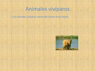 Animales vivíparos
Los animales vivíparos nacen del vientre de la madre.
 