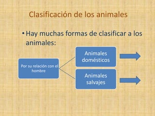Clasificación de los animales

• Hay muchas formas de clasificar a los
  animales:
                          Animales
                         domésticos
Por su relación con el
      hombre
                         Animales
                         salvajes
 