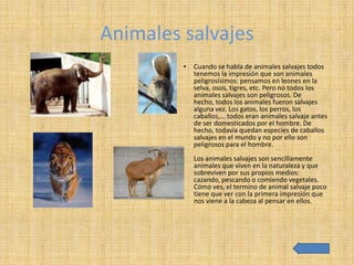 Animales salvajes
         •   Cuando se habla de animales salvajes todos
             tenemos la impresión que son animales
             peligrosísimos: pensamos en leones en la
             selva, osos, tigres, etc. Pero no todos los
             animales salvajes son peligrosos. De
             hecho, todos los animales fueron salvajes
             alguna vez. Los gatos, los perros, los
             caballos,... todos eran animales salvaje antes
             de ser domesticados por el hombre. De
             hecho, todavía quedan especies de caballos
             salvajes en el mundo y no por ello son
             peligrosos para el hombre.
             Los animales salvajes son sencillamente
             animales que viven en la naturaleza y que
             sobreviven por sus propios medios:
             cazando, pescando o comiendo vegetales.
             Cómo ves, el termino de animal salvaje poco
             tiene que ver con la primera impresión que
             nos viene a la cabeza al pensar en ellos.
 
