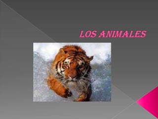 LOS ANIMALES,[object Object]