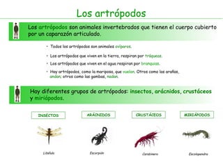 Los artrópodos Los  artrópodos  son animales invertebrados que tienen el cuerpo cubierto por un caparazón articulado. Todos los artrópodos son animales  ovíparos . Los artrópodos que viven en la tierra, respiran por  tráqueas . Los artrópodos que viven en el agua respiran por  branquias . Hay diferentes grupos de artrópodos:  insectos ,  arácnidos ,  crustáceos  y  miriápodos . Hay artrópodos, como la mariposa, que  vuelan . Otros como las arañas,  andan ; otros como las gambas,  nadan . INSECTOS Libélula  ARÁCNIDOS Escorpión CRUSTÁCEOS Carabinero  MIRIÁPODOS Escolopendra 