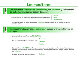 Los mamíferos Los mamíferos son  animales vertebrados , son  vivíparos , y se alimentan de leche materna cuando acaban de nacer. En el cuerpo de los mamíferos se pueden distinguir tres partes: Los mamíferos son los únicos animales que  tienen pelo , aunque el grupo de los mamíferos marinos carecen de él. Los mamíferos respiran por  pulmones , y pueden vivir en la tierra y en el agua. La mayoría de los mamíferos son  TERRESTRES .  Los grupos de mamíferos terrestres son: Los mamíferos  ACUÁTICOS  son los que viven siempre en el agua. Los mamíferos acuáticos no pueden respirar debajo del agua, deben salir a la superficie del agua para coger aire, porque también respiran  con  pulmones . El grupo de mamíferos acuáticos son: Carnívoros Ungulados Primates Cetáceos cabeza tronco extremidades 