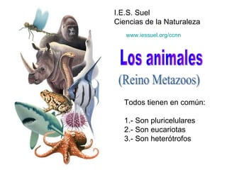 Los animales I.E.S. Suel Ciencias de la Naturaleza (Reino Metazoos) Todos tienen en común: 1.- Son pluricelulares 2.- Son eucariotas 3.- Son heterótrofos www.iessuel.org/ccnn 