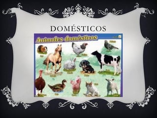 DOMÉSTICOS
 