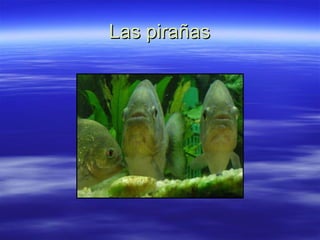 Las pirañas 