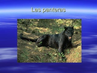 Las panteras 