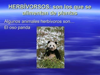 HERBÍVORSOS: son los que se alimentan de plantas Algunos animales herbívoros son… El oso panda 