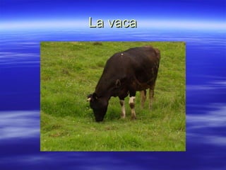 La vaca 
