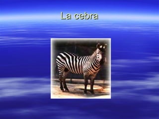 La cebra 