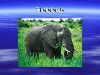 El elefante 
