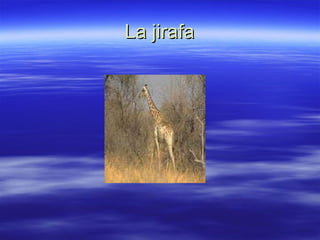 La jirafa 