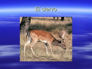 El ciervo 