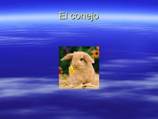 El conejo 