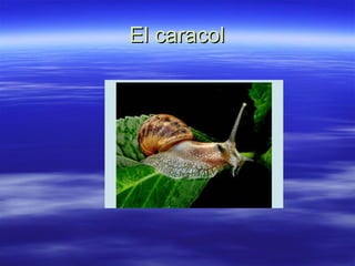 El caracol 