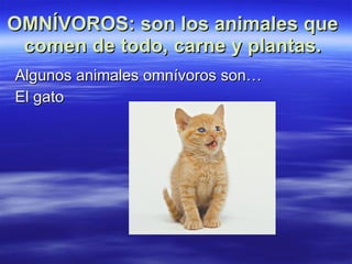 OMNÍVOROS: son los animales que comen de todo, carne y plantas. Algunos animales omnívoros son… El gato 