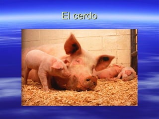 El cerdo 