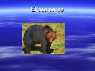 El oso pardo 