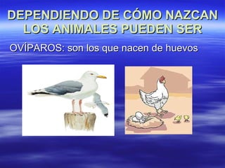 DEPENDIENDO DE CÓMO NAZCAN LOS ANIMALES PUEDEN SER OVÍPAROS: son los que nacen de huevos 