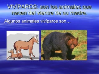 VIVÍPAROS: son los animales que nacen del vientre de su madre. Algunos animales vivíparos son… 