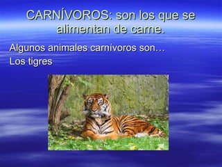 CARNÍVOROS: son los que se alimentan de carne. Algunos animales carnívoros son… Los tigres 