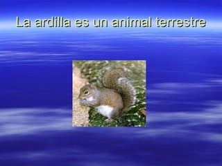 La ardilla es un animal terrestre 