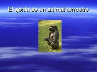 El gorila es un animal terrestre 