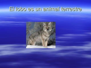 El lobo es un animal terrestre 