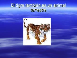 El tigre también es un animal terrestre 
