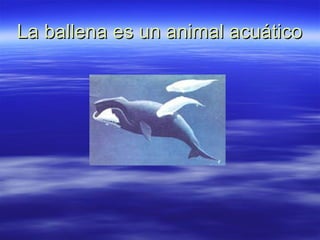 La ballena es un animal acuático 
