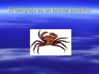 El cangrejo es un animal acuático 
