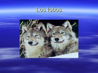 Los lobos 
