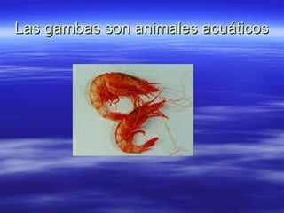 Las gambas son animales acuáticos 
