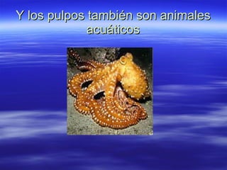 Y los pulpos también son animales acuáticos 