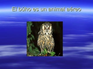 El búho es un animal aéreo 