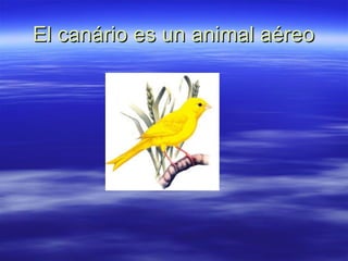 El canário es un animal aéreo 