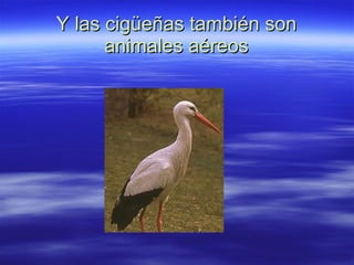 Y las cigüeñas también son animales aéreos 