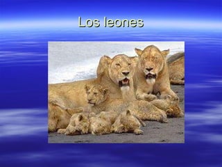 Los leones 