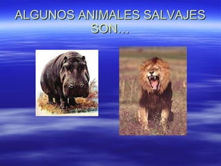 ALGUNOS ANIMALES SALVAJES SON… 