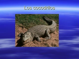 Los cocodrilos 